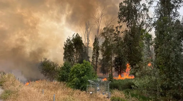 ভয়াবহ দাবানলের থাবায় দিশেহারা নেতানিয়াহু প্রশাসন