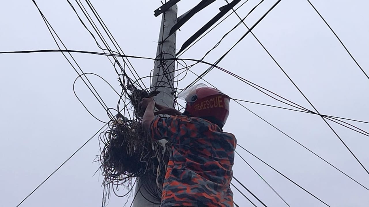 পাখির ছানা উদ্ধারে ফায়ার সার্ভিসের দৃষ্টান্ত স্থাপন