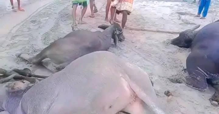 কুষ্টিয়ার দৌলতপুরে বজ্রপাতে দুই কৃষকের ১১ মহিষের মৃত্যু